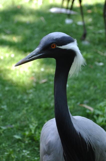 min 2013 07 06 beauval 257